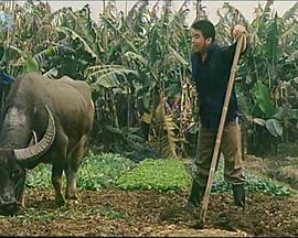 都市牧羊曲(全集)